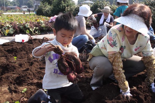 芋掘り 秋の味覚 少年 芋掘り 秋の味覚 少年